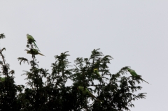 Conures Vertes 6 * 5184 x 3456 * (5.9MB)